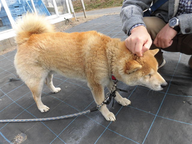 �Ŕ�����A���U�����̑��̌����ʂ�ƈА��ǂ��ł����A���ł��鎞�͂��ƂȂ��������ł�_䕉����߃n�E�X