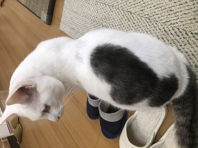 �w���̃n�[�g�����킢��_�L�J�t�F�@�g�t