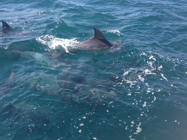 ���}�̃C���J�̌Q��_�э]�p�N���[�Y