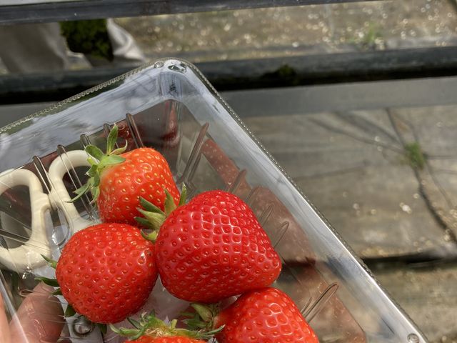 �E�ݎ�����C�`�S_��t�@�[���i��-����-�j