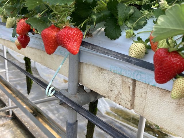 �^���ԂȃC�`�S_��t�@�[���i��-����-�j