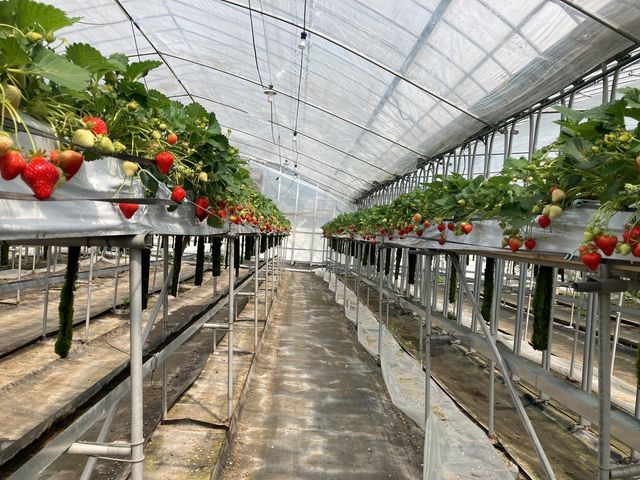 �n�E�X�̒�_��t�@�[���i��-����-�j