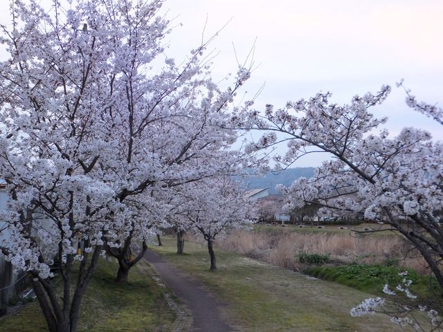 �����͑�a�X���ƌ������Ă��܂��F�����_���猩�������U���H�B_����͐��ӌ���