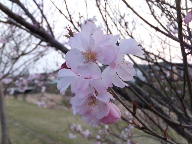 �������ފ݁i�^�J�g�I�R�q�K���j�ł��傤���H_����͐��ӌ���