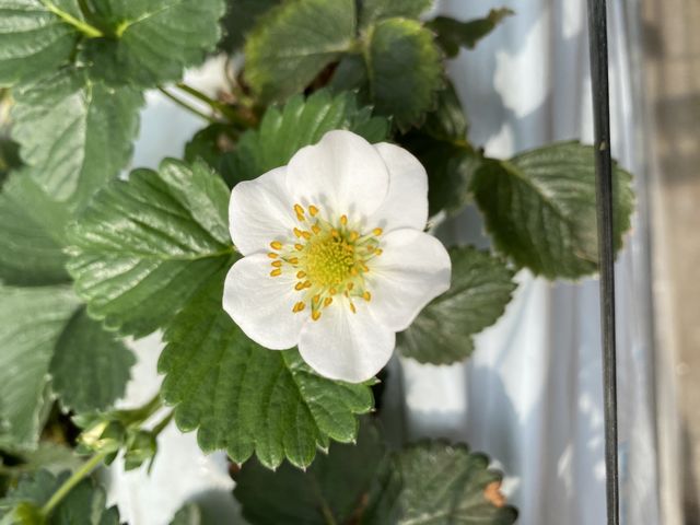 �C�`�S�̉ԁB_�c����