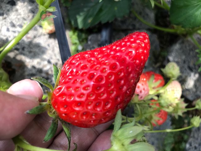 �傫���A�Â��I�I�I_��܂��C�`�S�_��