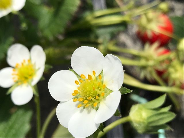 ���킢���C�`�S�̉Ԃ������Ă��܂���_��܂��C�`�S�_��