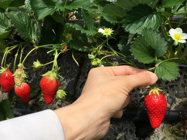 �܂��܂����������C�`�S���������񂠂�܂���_��܂��C�`�S�_��