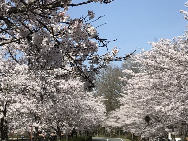 上野公園の桜】アクセス・営業時間・料金情報 - じゃらんnet