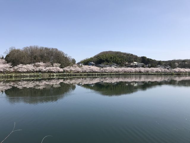 上野公園の桜】アクセス・営業時間・料金情報 - じゃらんnet