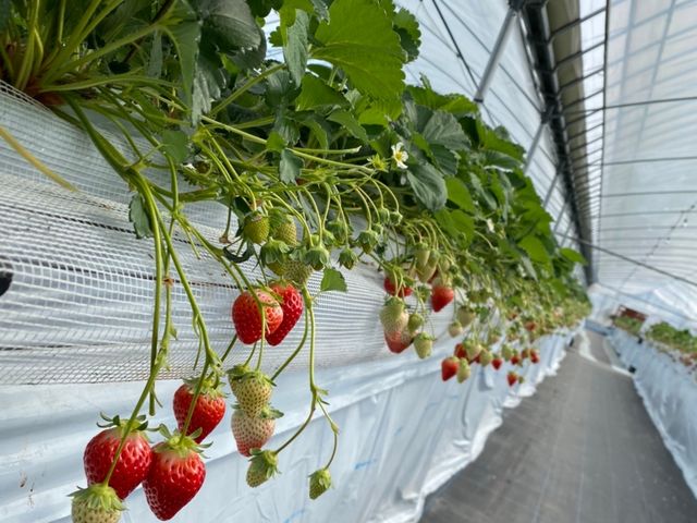 3��ނ̂��������H�ה�ׂł��܂�_���u�S�ԉ��t�@�[��