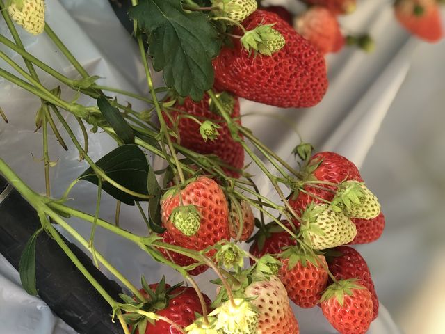 �ʐ^����`����̂�����A�A�A�Ƃɂ����傫���ĊÂ������ł��I�������������ł��I_���c�������t�@�[��