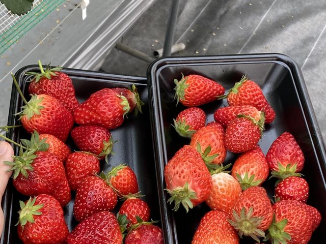 �Ԃ����Y��ȃC�`�S���v�����������܂����I_�����o�v�_��