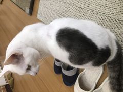 䂤񂳂̔LJtF@gtւ̓eʐ^1