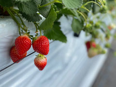 ݂̍uSԉt@[ւ̓eʐ^1