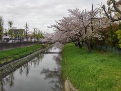 あからなーたさんの幹線用水路の桜の投稿写真1