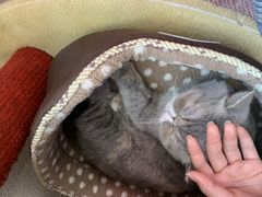 猫カフェ ニャンシーの口コミ一覧 じゃらんnet