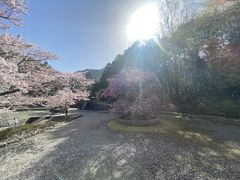 七谷川の桜並木 七谷川の口コミ じゃらんnet