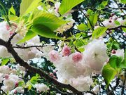 �x�X�g����̋��R���̍��E�c�c�W�̓��e�ʐ^1