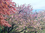 �x�X�g����̋��R���̍��E�c�c�W�̓��e�ʐ^2