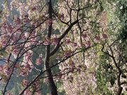 �x�X�g����̋��R���̍��E�c�c�W�̓��e�ʐ^3