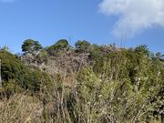 �ނ炳�񂳂�̌�Ԑ_�Ђ̓��e�ʐ^10