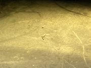 Ƃ񂳂̎u̐Ύ̓eʐ^2