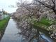 あからなーたさんの幹線用水路の桜の投稿写真1