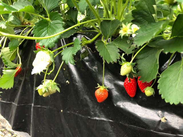 �������Ԃ肩�ȁH_�I�m�E�G�_���`Strawberry Farm �gRuby�h�`