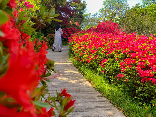 �c�c�W���[�h�I_�Ԍ��R����