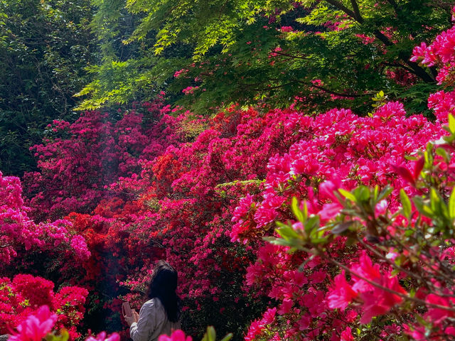 �c�c�W�̕�܂�āI_�Ԍ��R����