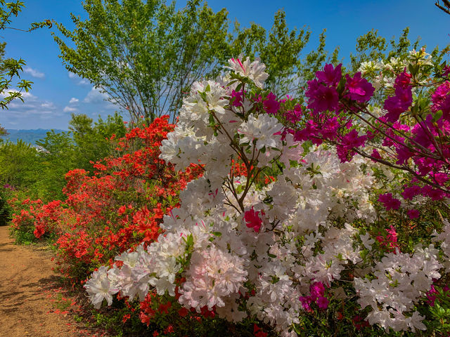 �F�Ƃ�ǂ�̃c�c�W�̋����I_�Ԍ��R����