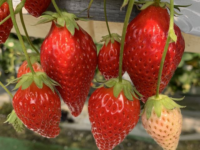 �����ς�_�@���΂Ԃǂ����