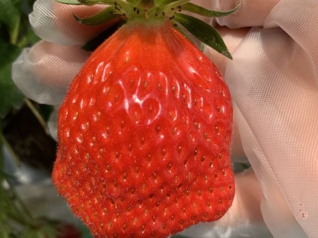 ����Ȃ̂��߂�����Â��ł�_�@���΂Ԃǂ����