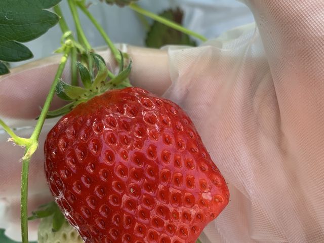 �߂�����Âł�_�@���΂Ԃǂ����