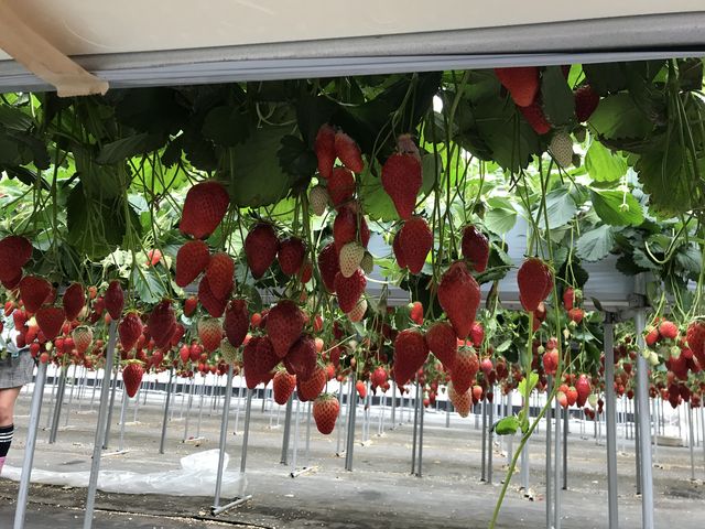 �_���ς��Ȃ��H�ׂ₷�����炩�����Ȃ��������ł��B
�������������B_��Ɣ_��