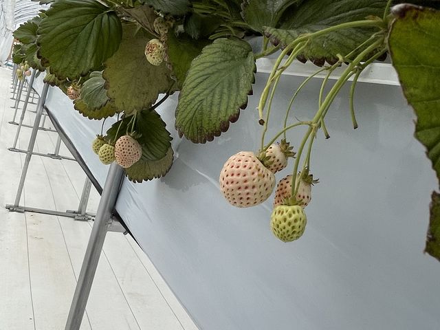 �V�g�̃C�`�S_���ЗY�_��