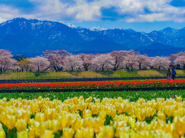 春の四重奏もうすぐ 朝日・舟川べり 北ア、桜、チューリップ