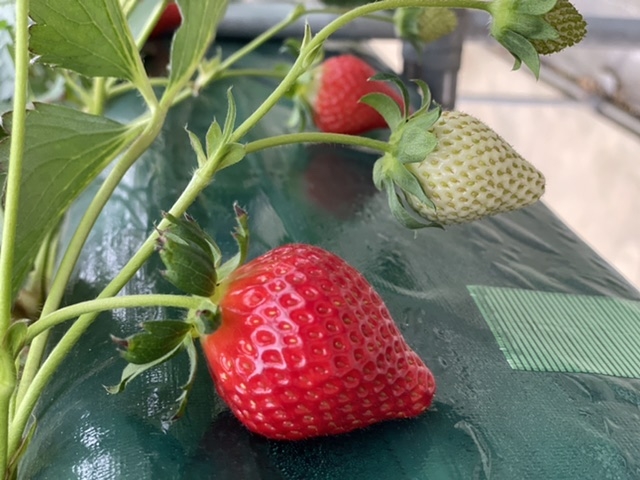 �B_�K�C���t�@�[��(���c�t�@�[���j