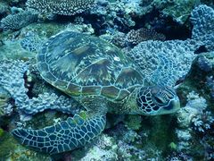 񂳂̃}VbvΊ_Ί㐿ւ̓eʐ^1