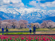 CJr̂ЏMut̎ldtv̓eʐ^2