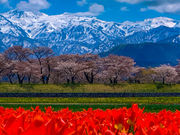 CJr̂ЏMut̎ldtv̓eʐ^3