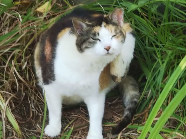 �؉A�ŔL�������ł���_�������