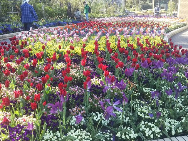 �Q�����قǑO�̃`���[���b�v�̉Ԑ���̂���_�������