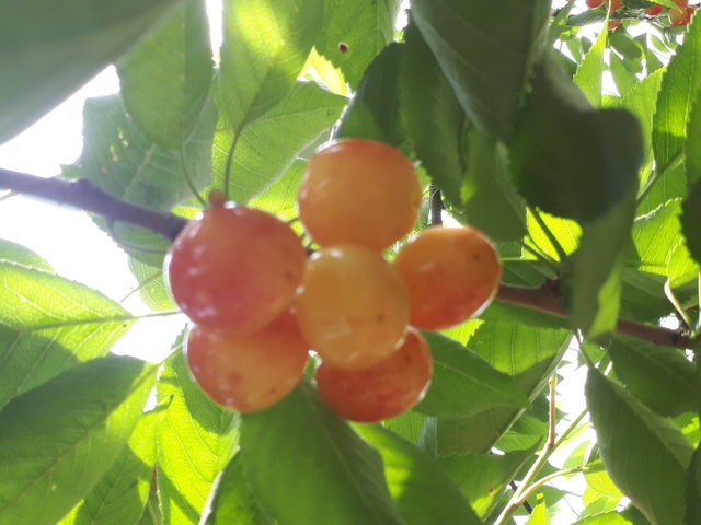 �Ö��Ǝ_���̃o�����X���ǂ��A�ƂĂ��u�₩�Ȕ��������ł���
(*^^*)_���Ԃ�K�[�f��