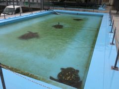 ݂̂ނƔpZقւ̓eʐ^1