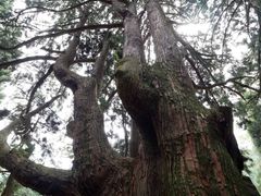 みたむーさんの五十谷の大杉の投稿写真1