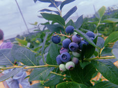 WbN̈ܖ̋u@Ru[x[ւ̓eʐ^1