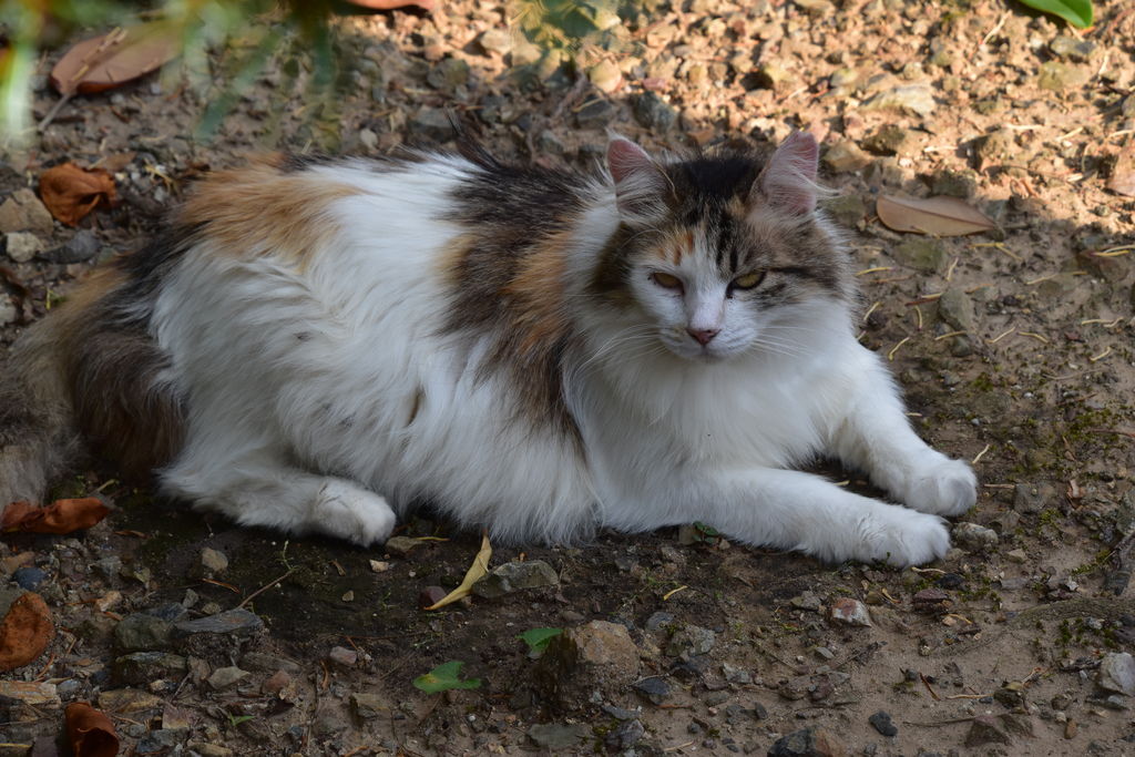 犬山市の観光スポットランキングtop10 じゃらんnet