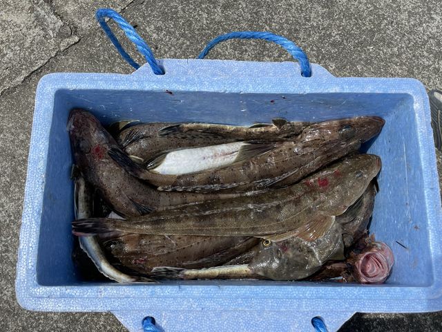 �߂��̃X�[�p�[�ؑ��ŃL��800�~��3���ɂ��낵�Ă��炤���Ƃ��I�[�i�[����ɋ����Ă��炢�܂����B_�V���D���ƂЂ�